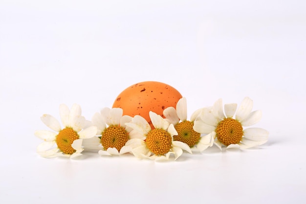 Easter egg on spring background of daisies