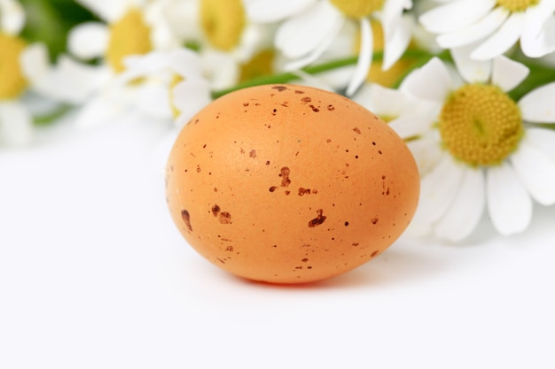 Easter egg on spring background daisy with blurred focus