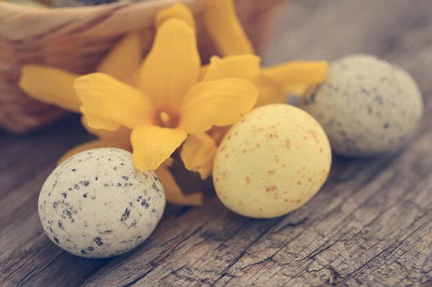 Easter egg with spring flower forsythia on textured surface