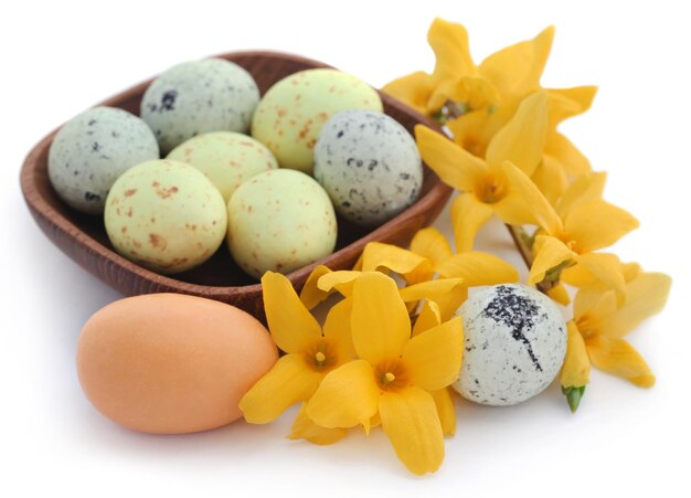 Easter egg with spring flower forsythia over white background