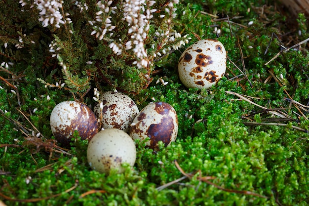 Easter eggs in a basket