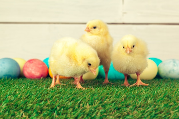 Easter eggs and chickens on green grass