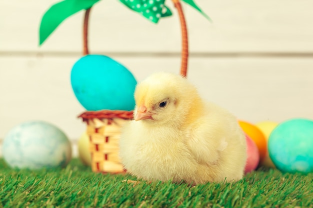 Easter eggs and chickens on green grass