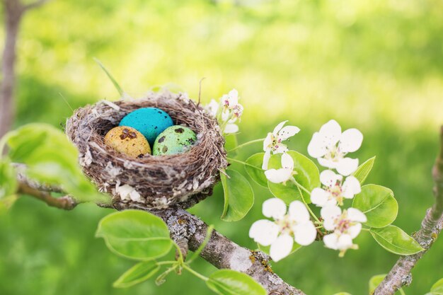 Easter eggs in nest outdoor