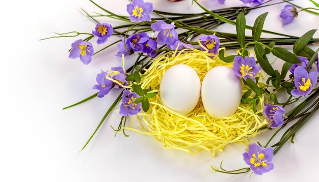 Easter eggs in the nest and spring flowers on a white backgroundHappy easter concept