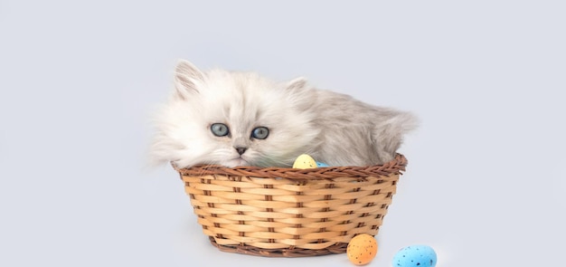 Easter eggs in wicker basket with cute kitten. Easter spring background. British longhair cat breed photo