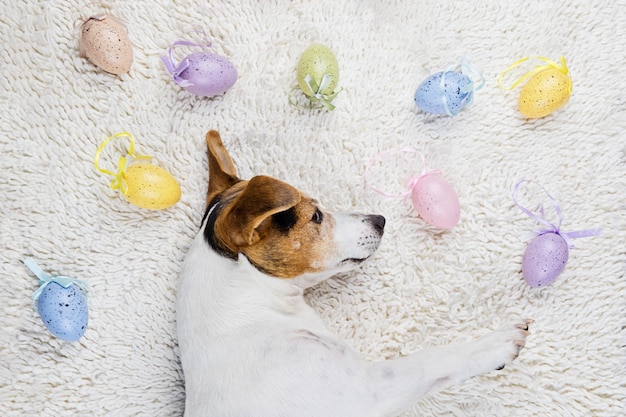 Uova di pasqua con divertente cucciolo in tappeto bianco