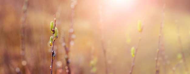 Easter greeting card with willow branches on a blurred background in sunny weather