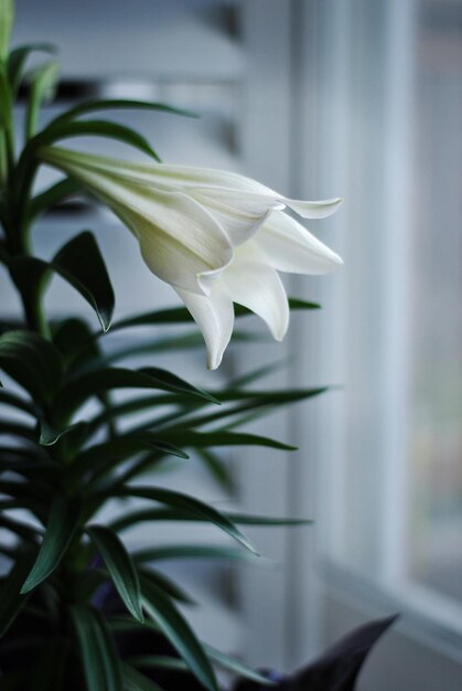 사진 부활절 백합 꽃봉오리가 창을 향하고 있는 녹색 줄기와 녹색 잎을 가진 흰 꽃을 닫습니다