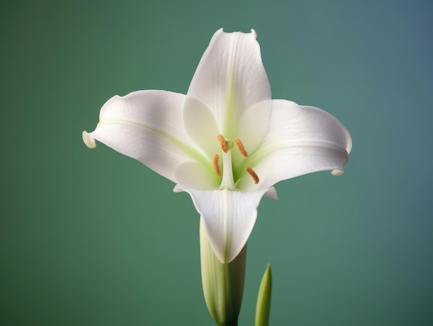 Easter lily flower in springtime on a green background