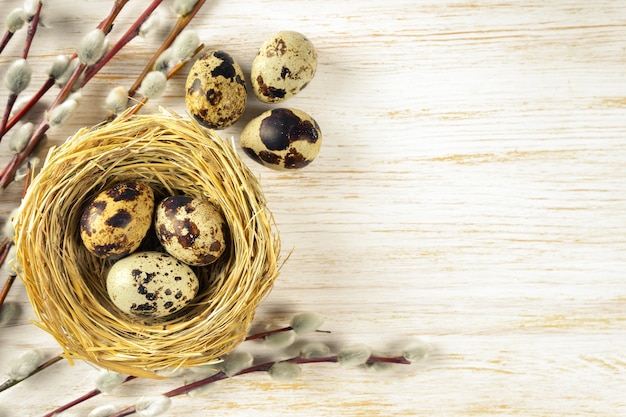 Easter quail eggs in straw nest and willow branch with soft fluffy silvery
