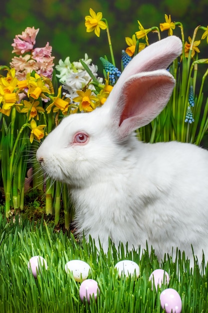 easter rabbit