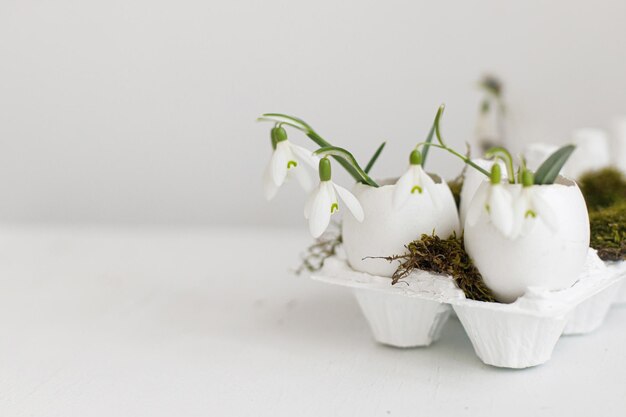 Easter rustic still life Easter egg shells with blooming snowdrops and moss on table