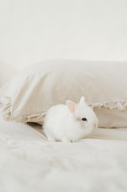 Photo easter symbol bunny rabbit. small creamy white rabbit sitting on the bed. mini home pet