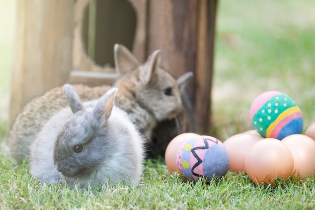 Easter with egg and baby bunny on grass