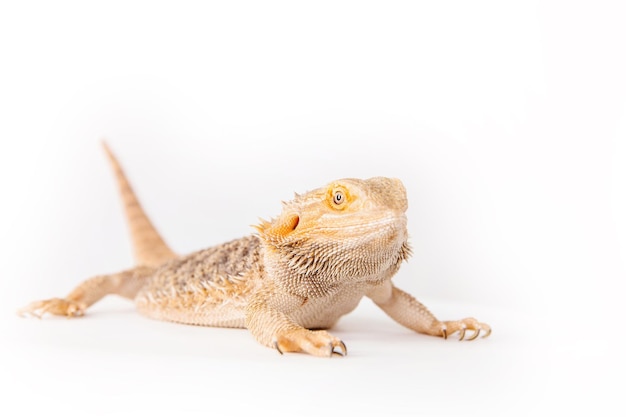 The eastern bearded dragon bearded dragon or simply bearded lizard isolated on white background