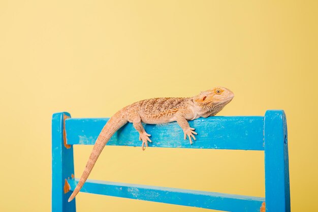 黄色の背景にヒガシアゴヒゲトカゲまたは単にアゴヒゲトカゲ