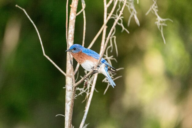 Eastern bluebird sialia sialis on a pine tree in naples florida