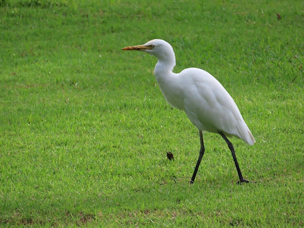 Eastern Cattle Egret White fur walking around looking for food