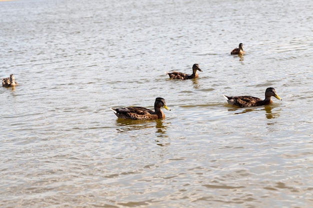 Eastern europe with wild duck