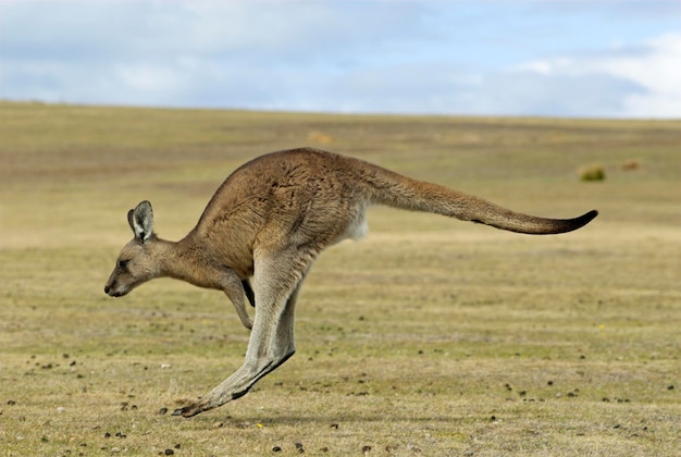 Фото Восточный серый кенгуру macropus giganteus национальный парк острова мария тасмания австралия