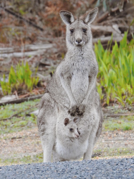 Canguro grigio orientale