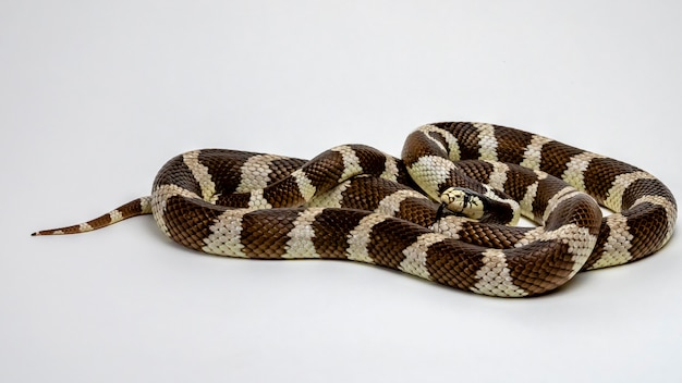 Photo eastern kingsnake or common kingsnake isolated on a white