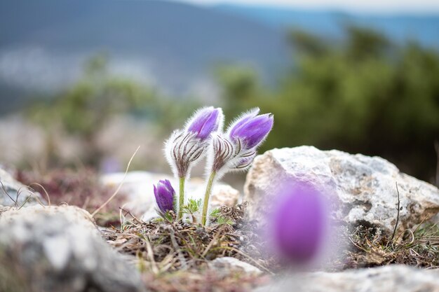 写真 緑の森を背景に東部のオキナグサの花のクローズアップ。