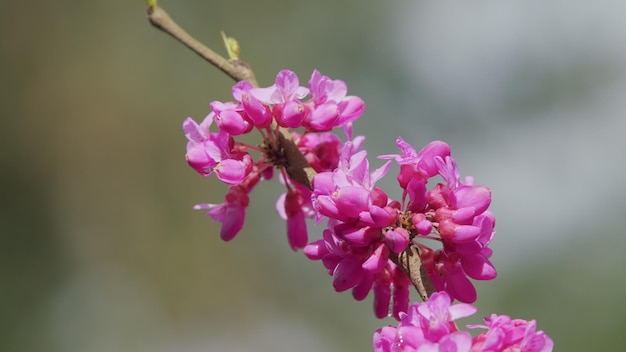 Photo eastern redbud tree blossoms in spring time cercis siliquastrum blooming on easter in april close up
