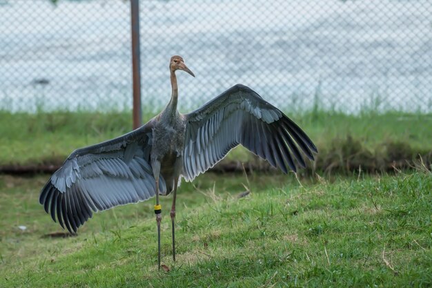 Eastern sarus crane in the thai crane and wetland learning center buriram province