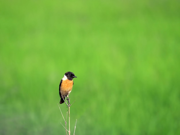 Foto uccello stonechat orientale nel campo