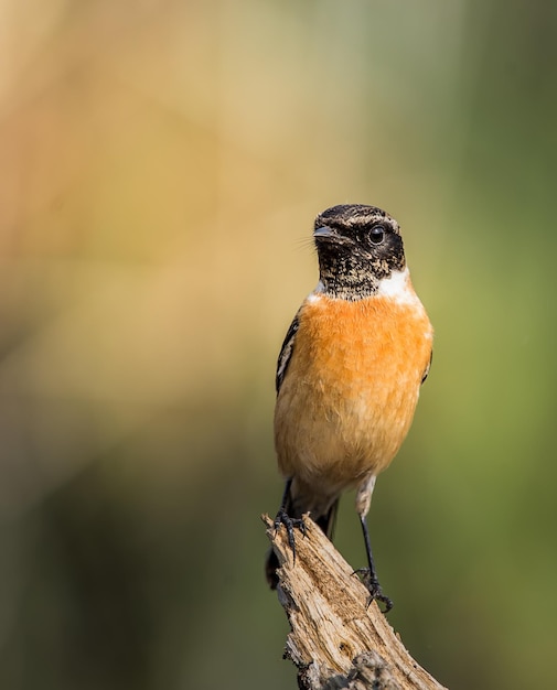 Photo eastern stonechat saxicola rubicola on the branch