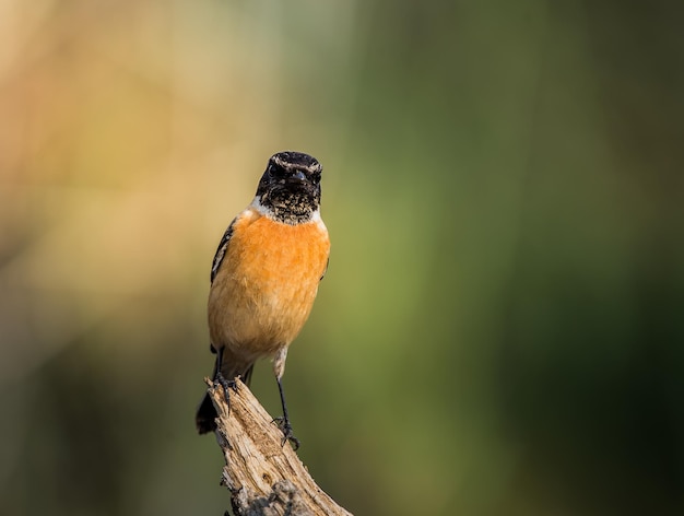 Eastern Stonechat Saxicola rubicola on the branch