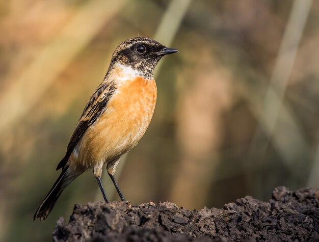 Photo eastern stonechat saxicola rubicola on the ground