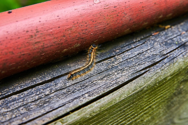 Photo eastern tent caterpillar on splitting wood reaching up for red metal pole close up