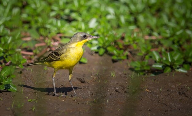 Eastern Yellow Wagtail Motacilla flava Walking on the ground