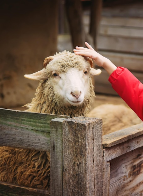 Eat sheep at an aviary on a farm selective focus