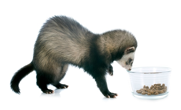 eating brown ferret