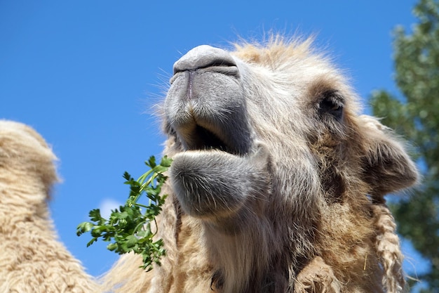 Eating camel closeup on face