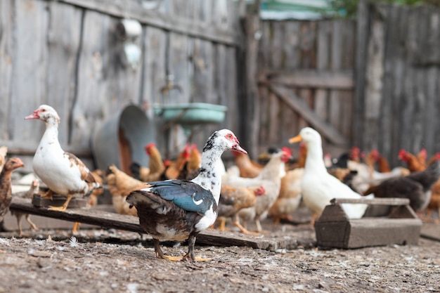 Eating geese and chicken on the farm