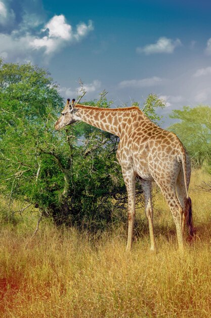 Eating giraffe on safari wild drive Kruger National Park South Africa