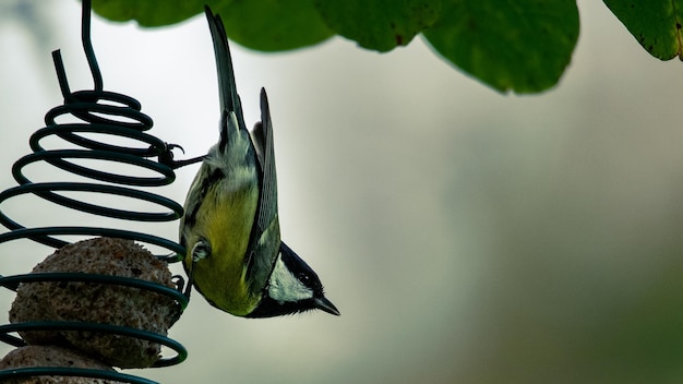 写真 シジュウカラを食べる