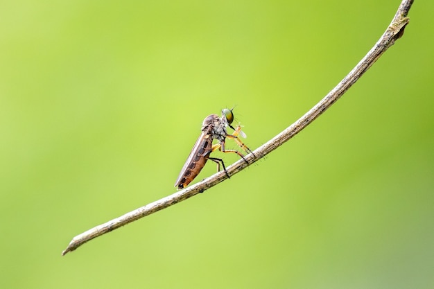 eating its prey