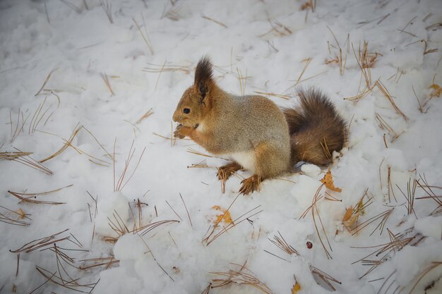 雪の上に座ってリスを食べる