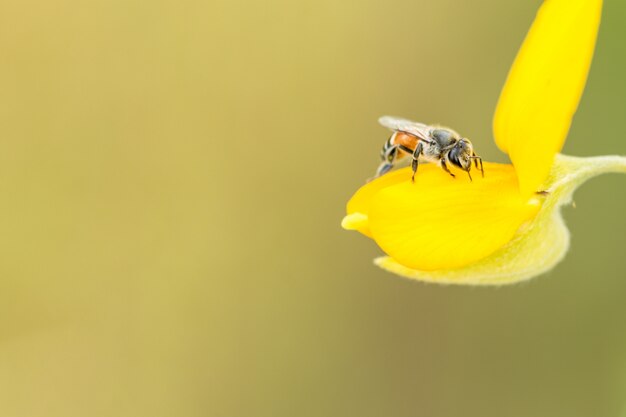 eating yellow summer macro plant honey