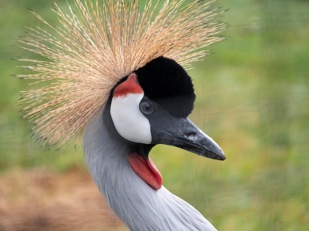 Eautiful bird Grey Crowned Crane with blue eye and red wattle