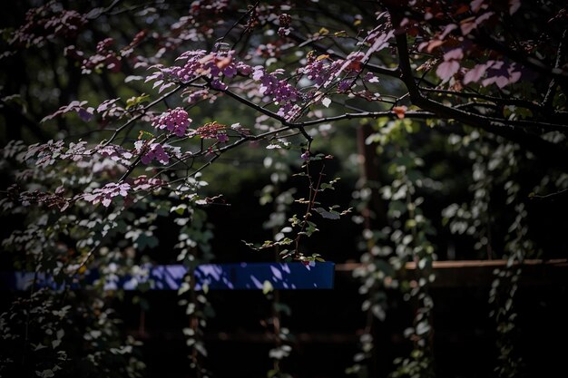 eautiful vertical shot of an old stone staircase near a cherry blossom tree