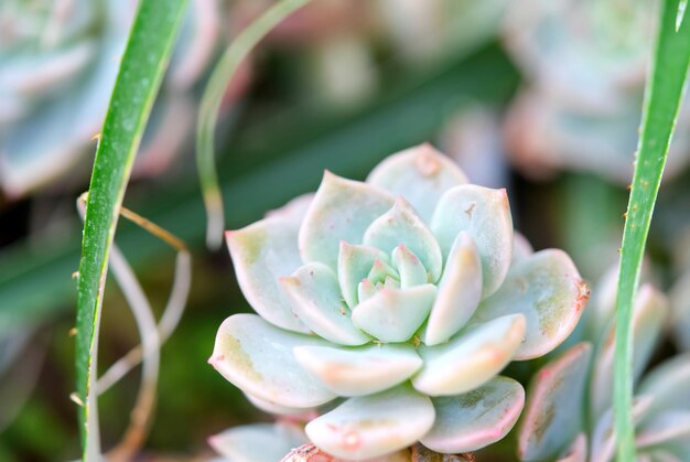 Echeveria Elegans Alabaster Rose exotische plant