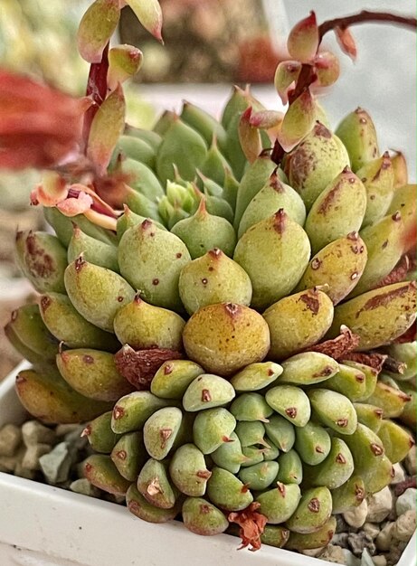 Foto echeveria groene surf succulente planten top view succulente bloemen