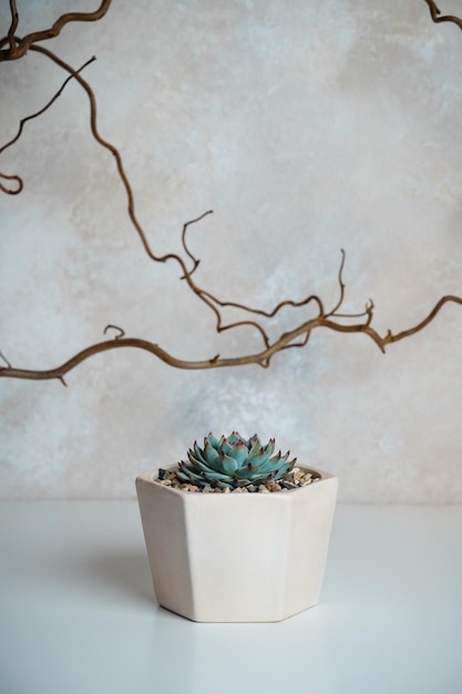 Photo echeveria hercules in a flower pot on a white table